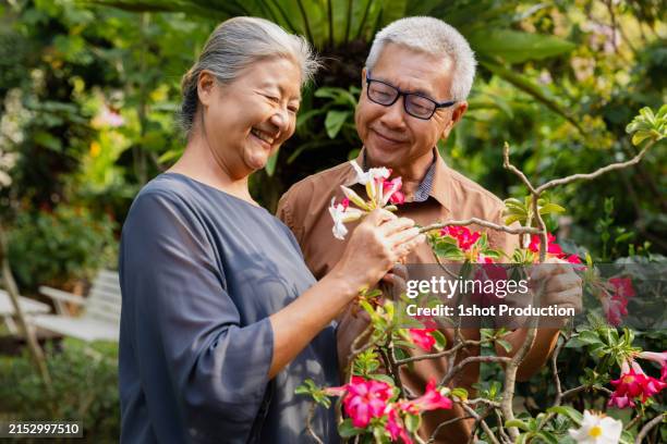 no more flower allergies. - spring allergies stock pictures, royalty-free photos & images