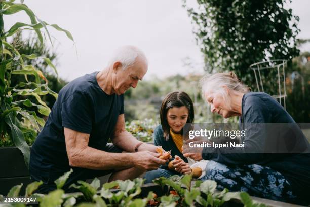 grandparents and granddaughter gardening together - grandchild stock pictures, royalty-free photos & images