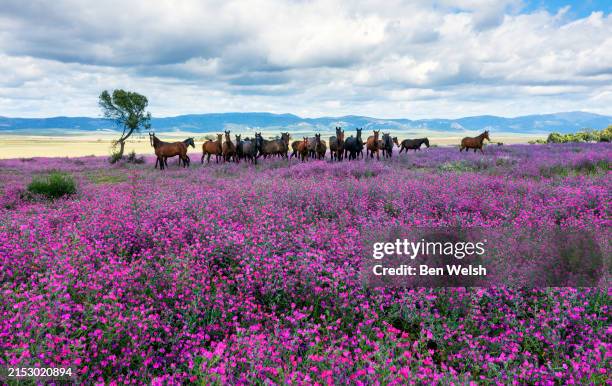 horses in a field of flowers - andalucia stock pictures, royalty-free photos & images