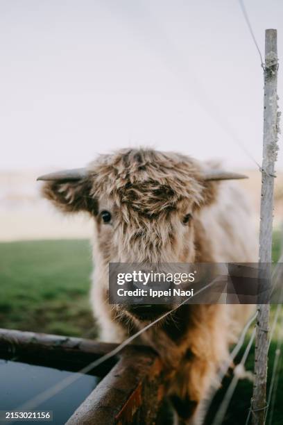 young highland cattle - nutztier stock-fotos und bilder