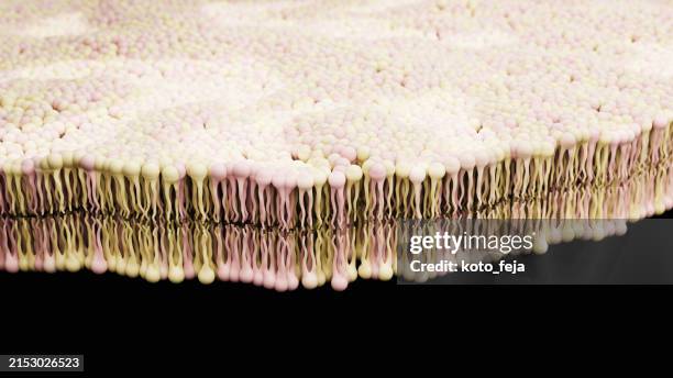 membrane lipidique bicouche - nanoparticule photos et images de collection