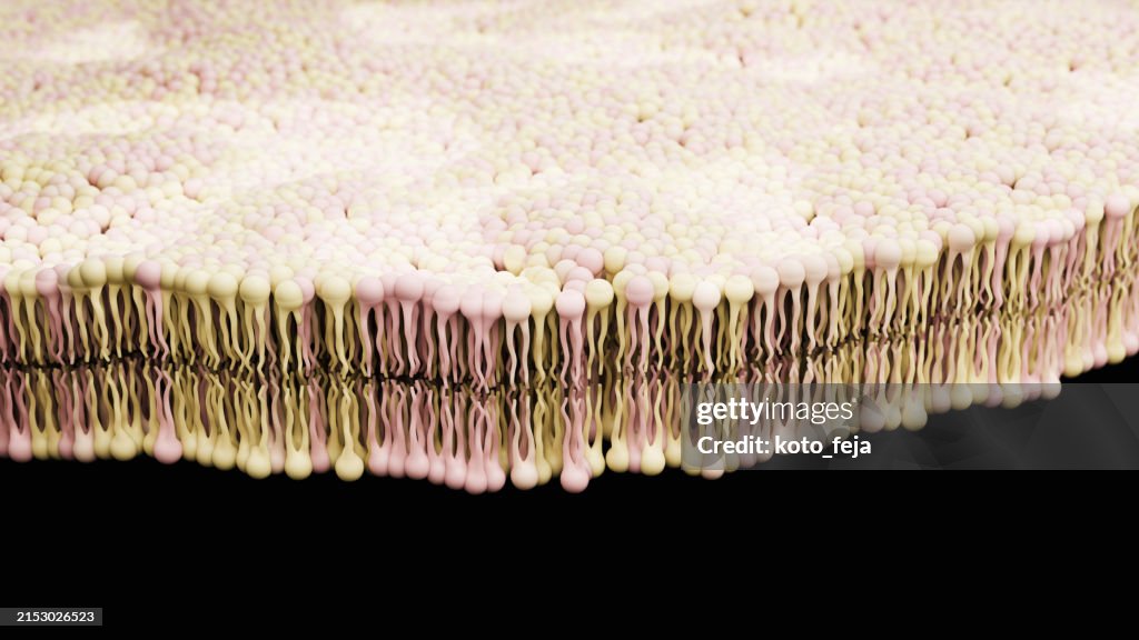 Bilayer Lipid Membrane
