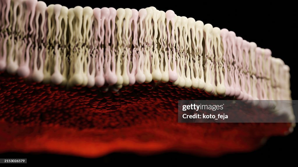 Bilayer Lipid Membrane