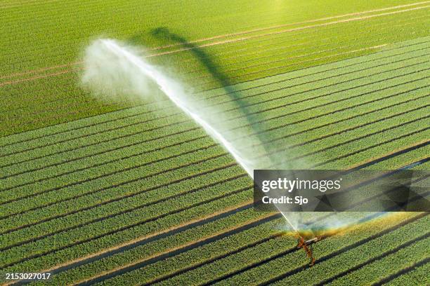 agricultural irrigation sprinkler gun spraying water over tulips - water geven stockfoto's en -beelden