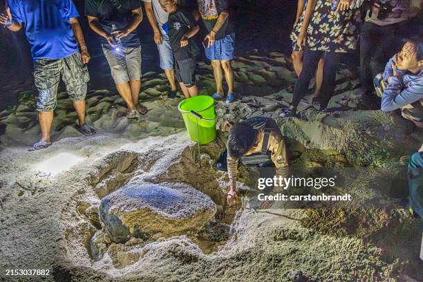 green sea turtle, chelonia mydas laying eggs surrounded by tourists - turtle egg stock pictures, royalty-free photos & images