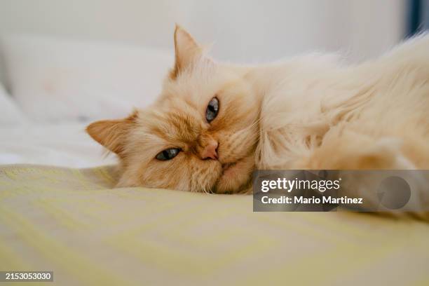 fluffy white persian cat lying on the bed - persian cat stock pictures, royalty-free photos & images