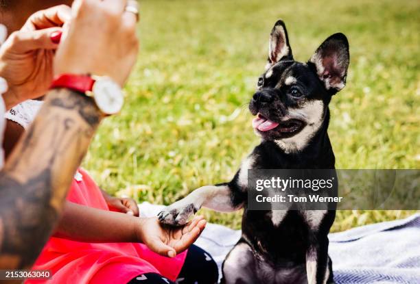 dog shaking hands with child - animal tricks stock pictures, royalty-free photos & images