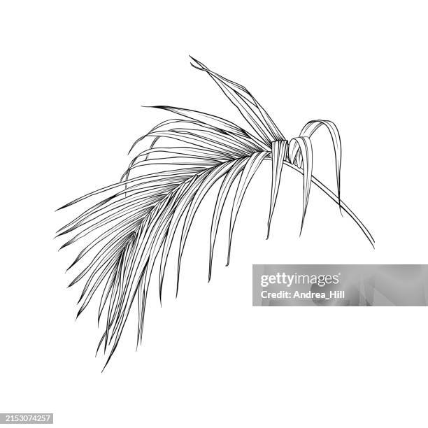detaillierte vektor-tuschezeichnung eines palmblatts - palme stock-grafiken, -clipart, -cartoons und -symbole