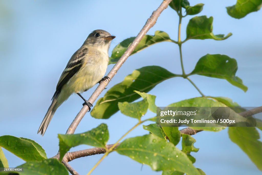 Close-up of songbird perching on plant