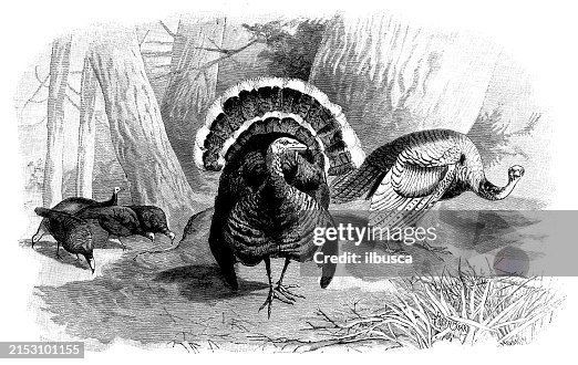 Antique image: Birds Antique image: Birds