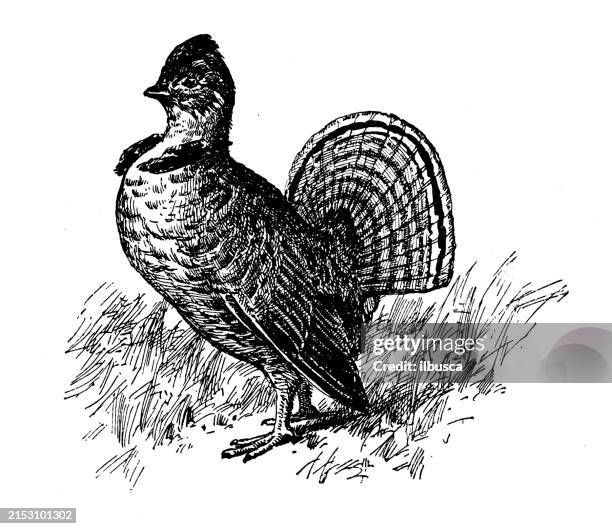 ilustrações de stock, clip art, desenhos animados e ícones de antique image: bird, ruffed grouse - tetraz da américa do norte