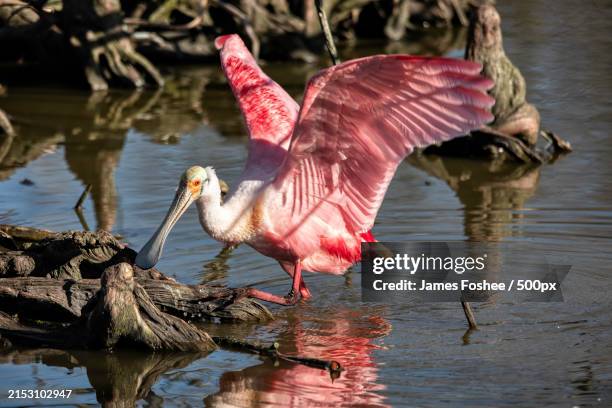 close-up of roseate spoonbill in lake,new orleans,louisiana,united states,usa - roseate spoonbill stock pictures, royalty-free photos & images