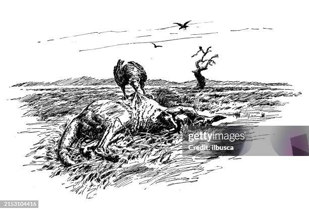 antique image: dead kangaroo - turkey buzzard stock illustrations