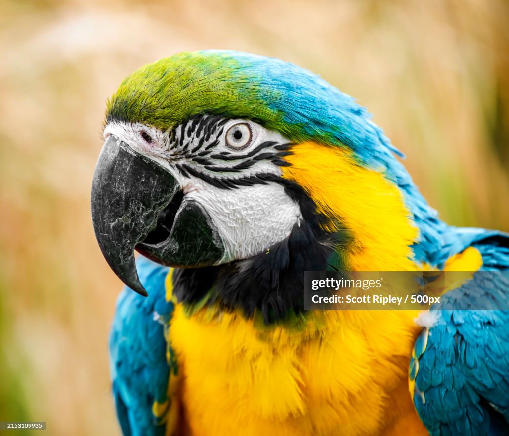 Close-up of gold and blue macaw,Beaverton,Oregon,United States,USA