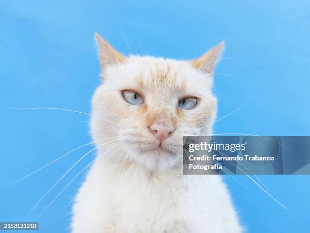 cat portrait on blue background - cat portrait isolated stock pictures, royalty-free photos & images