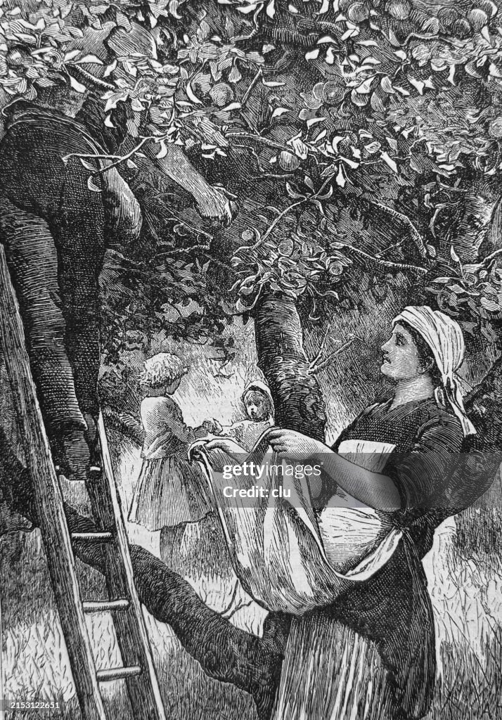 Apple harvest, maid holding her apron for apples coming downf