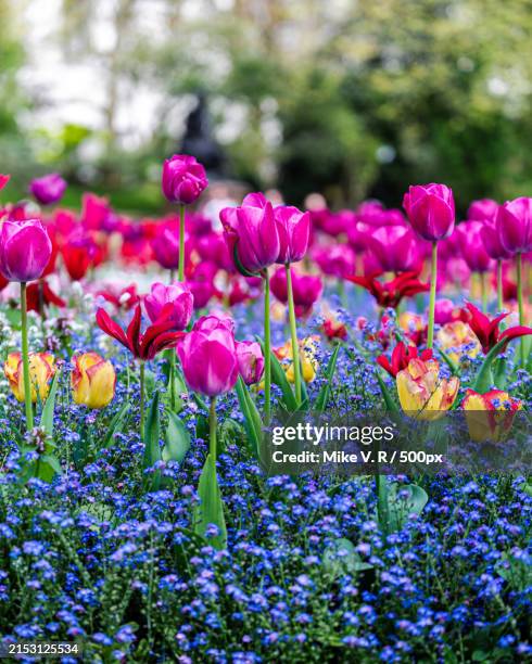 close-up of pink tulips,united kingdom,uk - spring flowers pink stock pictures, royalty-free photos & images
