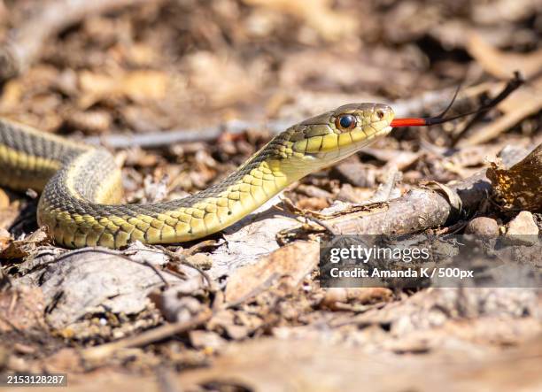 close-up of garter common garter snake on field - snake stock pictures, royalty-free photos & images