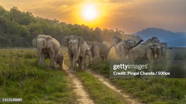 a herd of elephants - asiatischer elefant stock-fotos und bilder