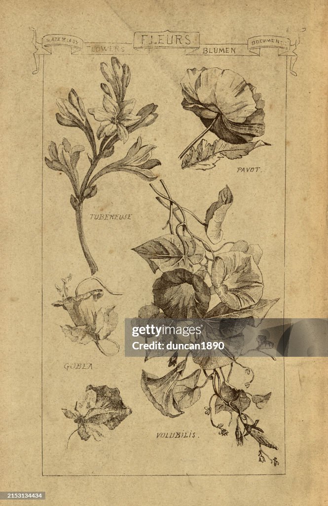 Flowers for using in Architectural design, Tuberose, Poppy, Gubea, Volub, History of architecture, decoration and design, art, French, Victorian, 19th Century