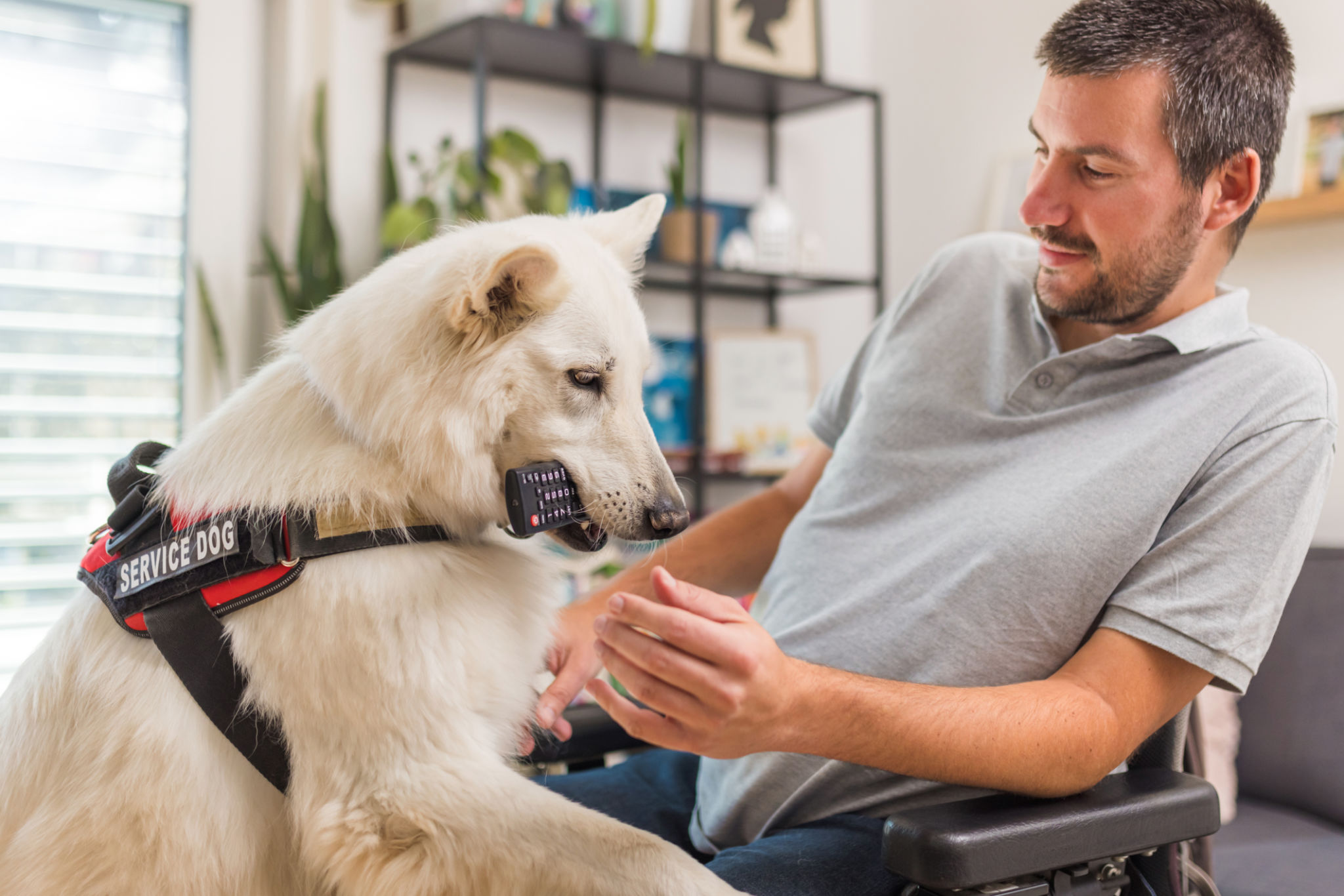 service dog benefits