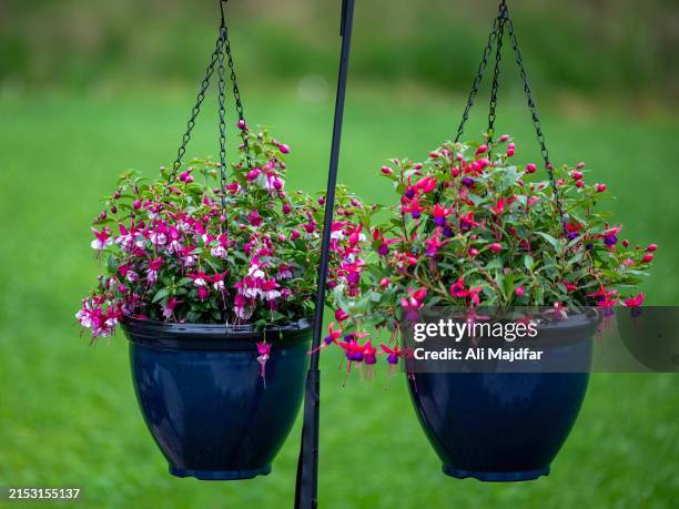 hanging fuchsia flowers for decoration - fuchsia flower stock pictures, royalty-free photos & images