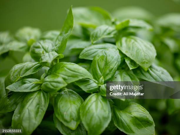 basil leaves - basil stock pictures, royalty-free photos & images