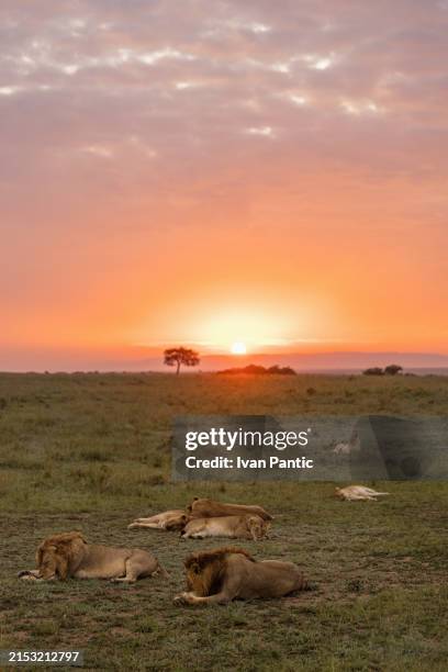 löwen, die bei sonnenuntergang in der wildnis schlafen. - löwenrudel stock-fotos und bilder