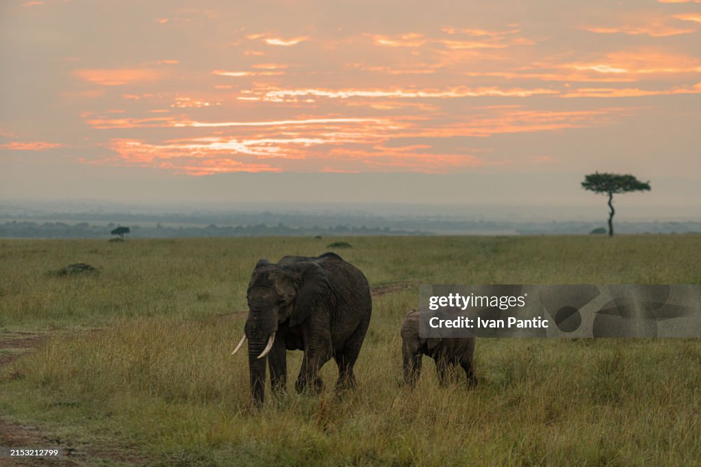 Elephant and calf walking in the wilderness at sunset.