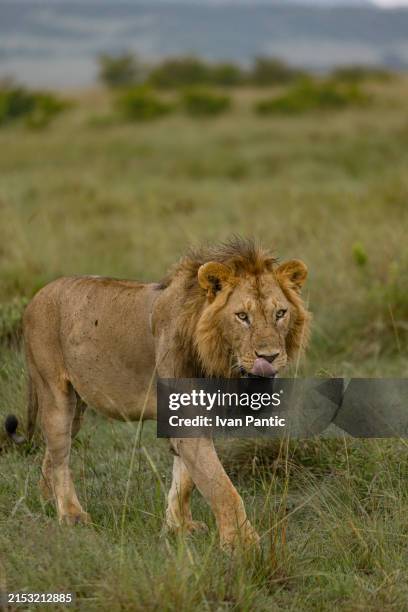 majestic lion walking in masai mara. - masai mara national reserve stock pictures, royalty-free photos & images