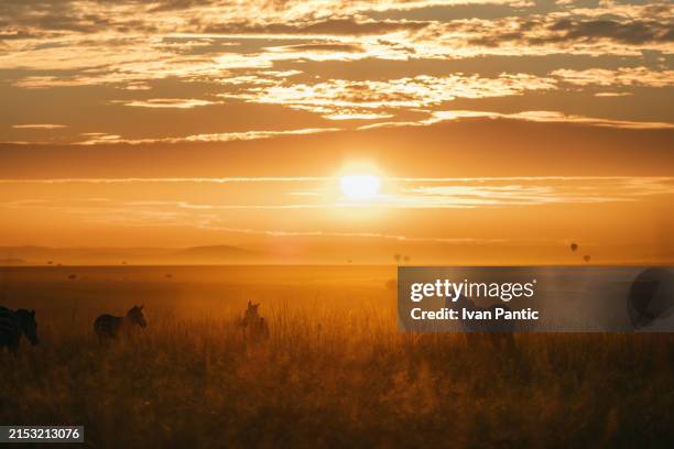 group of zebras in the wilderness at sunset. - safari stockfoto's en -beelden