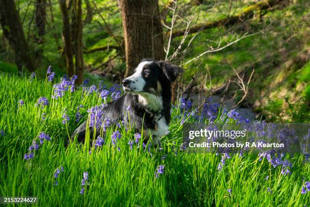 Spring Border Collies 1,675 Spring Flowers Border Stock Photos, High-Res Pictures, and Images ...