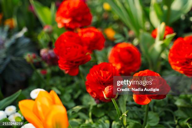 red persian buttercup - ranunculus stock pictures, royalty-free photos & images