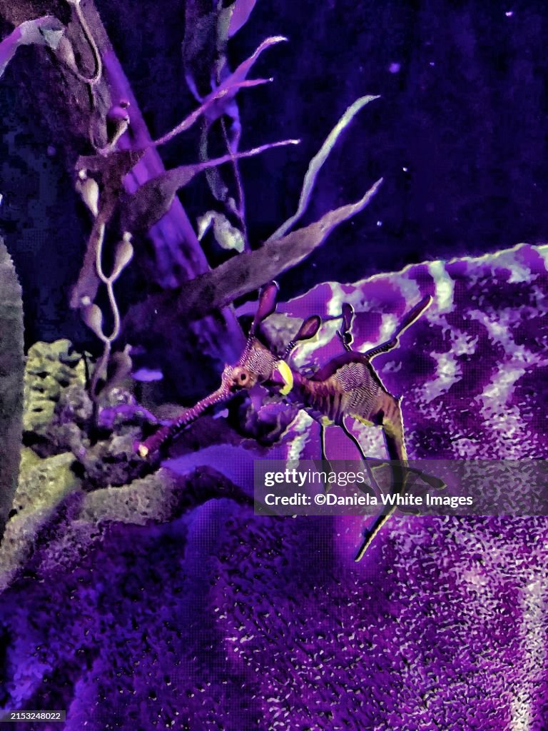Seahorse, hippocampus