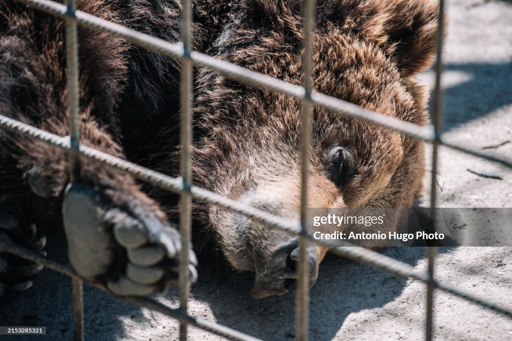 Sleeping bear lying in the sun in a cage in a zoo