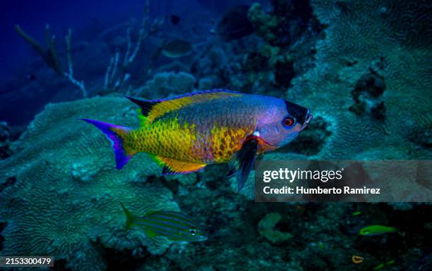 creole wrasse. - creole wrasse stock pictures, royalty-free photos & images
