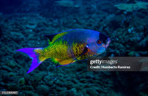 creole wrasse. - creole wrasse stock pictures, royalty-free photos & images