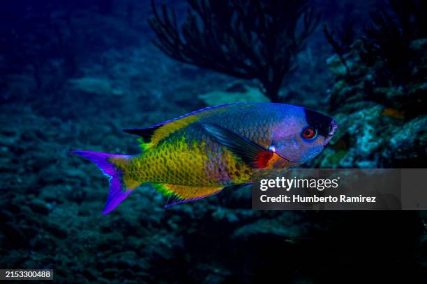 creole wrasse. - creole wrasse stock pictures, royalty-free photos & images