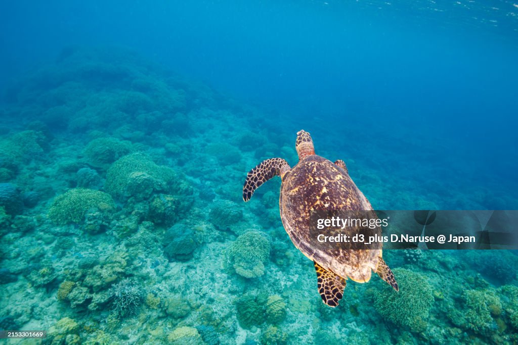 A large and beautiful Hawksbill turtle (Eretmochelys imbricata) (endangered species) swimming leisurely to catch its breath on the surface of a wonderful coral reef.