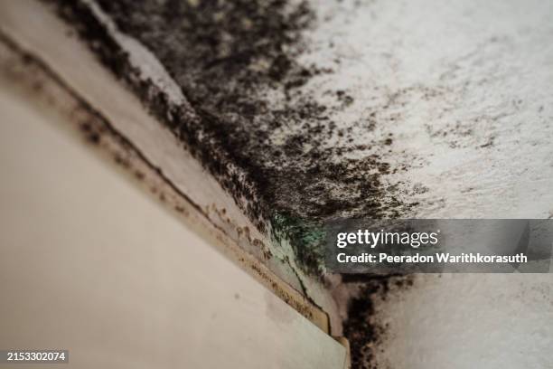 black spot of mildew or fungus on white wall above window. - luchtvochtigheid stockfoto's en -beelden