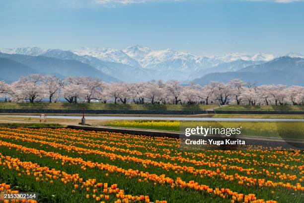 spring quartet (tulip, oilseed rape and cherry blossoms with snowy mountains in the background) - cerisier photos et images de collection