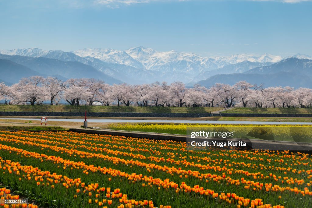 Spring Quartet (Tulip, Oilseed Rape and Cherry Blossoms with Snowy Mountains in the Background)