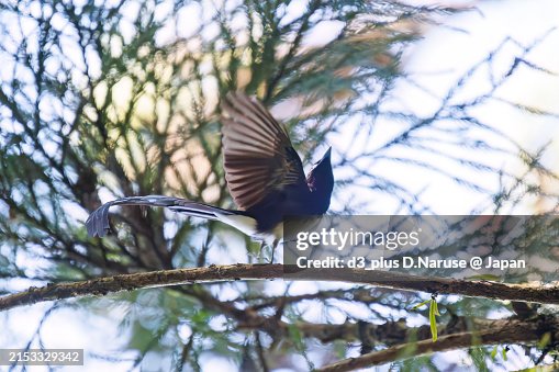 A Beautiful Japanese Paradise Flycatcher With A Long Tail Flycatching ...
