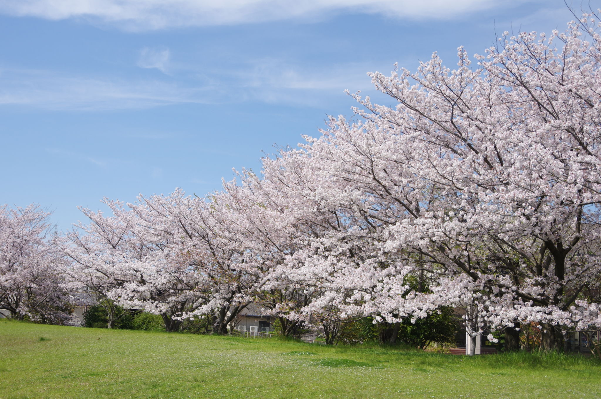 saijo city
