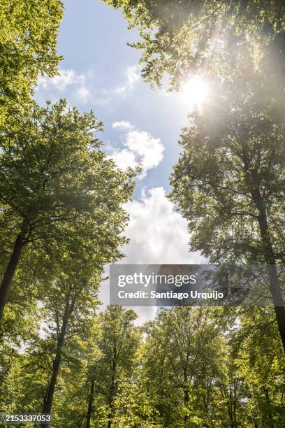 Spring Sun Through Trees 3,010 Sun Through Tree Canopy Stock Photos, High-Res Pictures, and ...