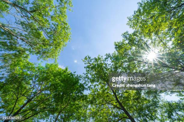 bottom view of forest in summer. - tree-canopy-overhead stock pictures, royalty-free photos & images