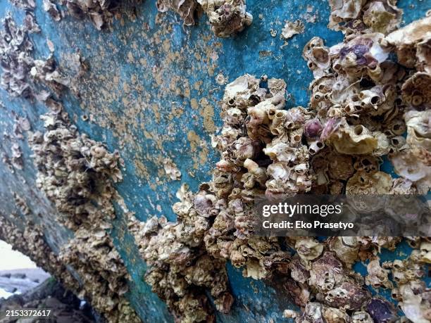 barnacle crust on the ship's hull - rudder stock pictures, royalty-free photos & images