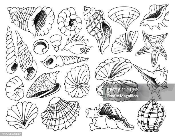 ilustraciones, imágenes clip art, dibujos animados e iconos de stock de garabatos de conchas marinas, ilustración vectorial en blanco y negro de varias conchas y estrellas de mar - monochromatic different objects cartoon