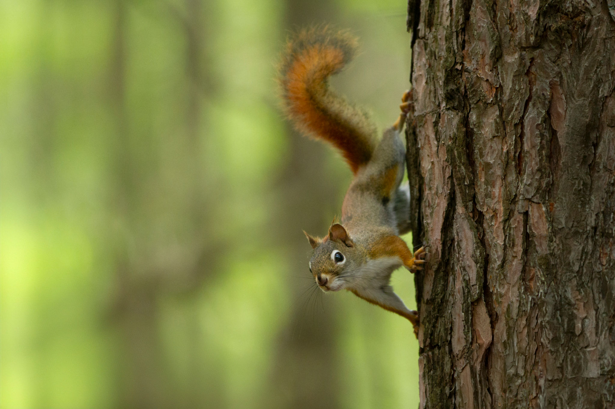 wildlife education