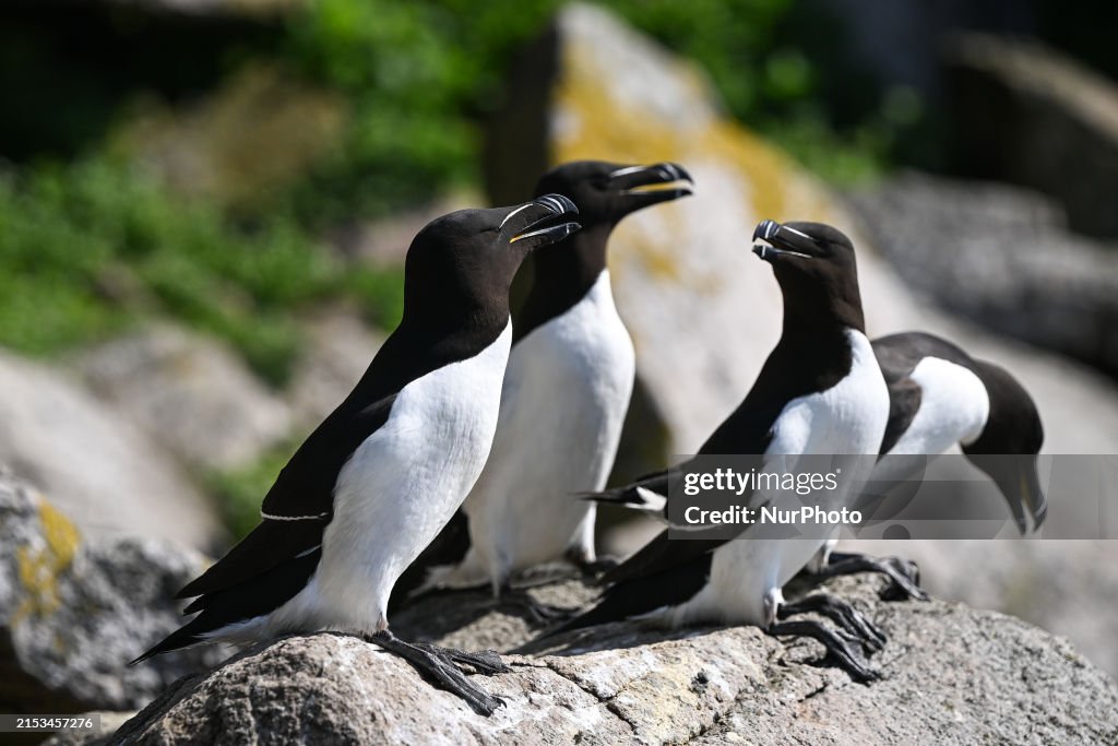 Saltee Isles: Bird Haven